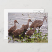 Limpkin-familie Briefkaart (Voorkant / Achterkant)