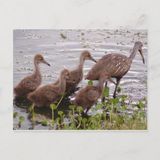 Limpkin-familie Briefkaart