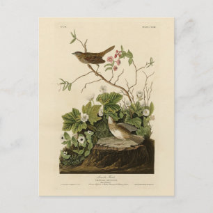 Lincoln Finch (Sparrow) Audubon's Birds of America Briefkaart