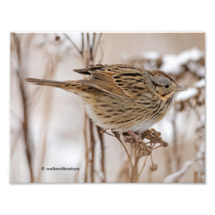 Lincoln's Sparrow on Tansy Foto Afdruk