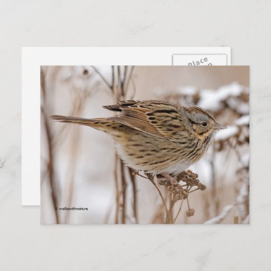 Lincoln's Sparrow Songbird op Tansy Briefkaart (Voorkant / Achterkant)