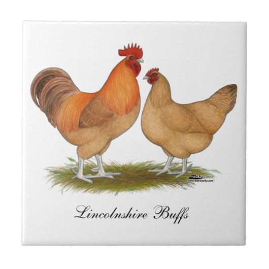 Lincolnshire Buff Chickens Tegeltje (Voorkant)