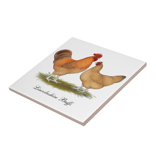 Lincolnshire Buff Chickens Tegeltje (Zijkant)