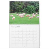 L'incroyable calendrier de Flamants roses Choisiss (Feb 2026)