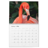 L'incroyable calendrier de Flamants roses Choisiss (Jan 2026)