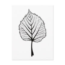 Linden Leaf Outline Art - Botanische kleuren