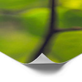 Linden Leaves Poster (Hoek)