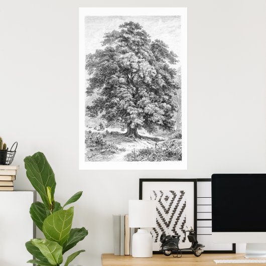  Linden Tree Black en White Antiek Print (Thuiskantoor)