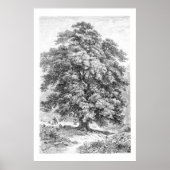  Linden Tree Black en White Antiek Print (Voorkant)