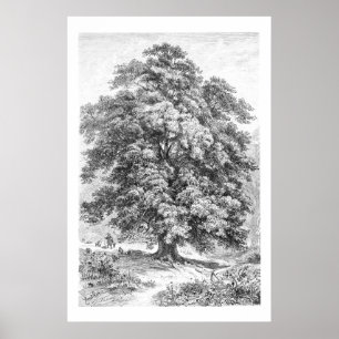 Linden Tree Black en White Antiek Print