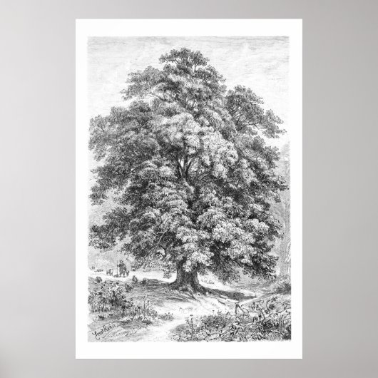  Linden Tree Black en White Antiek Print (Voorkant)