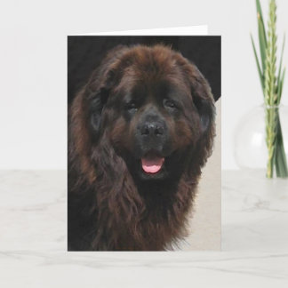 Linderhof Newfie Kaart