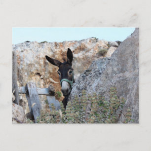 Lindos Donkey Briefkaart