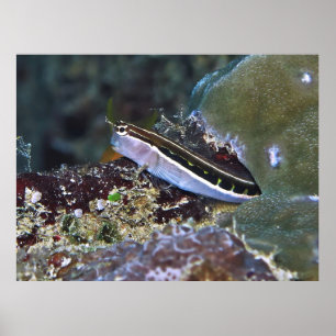 Linear Blenny Poster