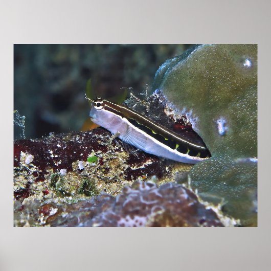 Linear Blenny Poster (Voorkant)
