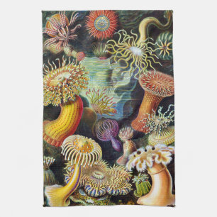Linge De Cuisine Actiniae par Ernst Haeckel