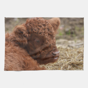 Linge De Cuisine Adorable veau de vache des Highlands à Hay