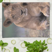 Linge De Cuisine Afrique, Botswana, delta de l'Okavango. Lions (Plié)