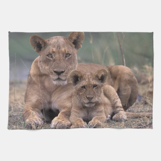 Linge De Cuisine Afrique, Botswana, delta de l'Okavango. Lions (Horizontal)