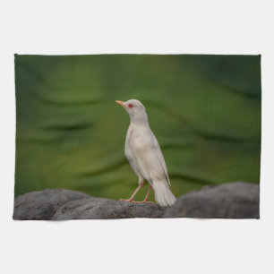Linge De Cuisine Albino Robin dans Crown Point