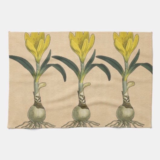 Linge De Cuisine Amaryllis Tulip Jardin Botanique Fleur (Horizontal)