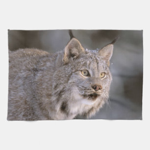 Linge De Cuisine Amérique du Nord, États-Unis, Alaska, Haines. Lynx