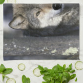 Linge De Cuisine Amérique du Nord, USA, Minnesota. Wolf Canis (Plié)