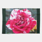 Linge De Cuisine Ancienne (Horizontal)