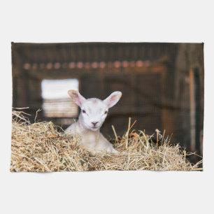 Linge De Cuisine Animaux de bébés cutest Agneau nouveau-né