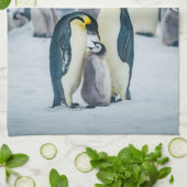 Linge De Cuisine Animaux de bébés cutest | Alimentation de pingouin (Plié)