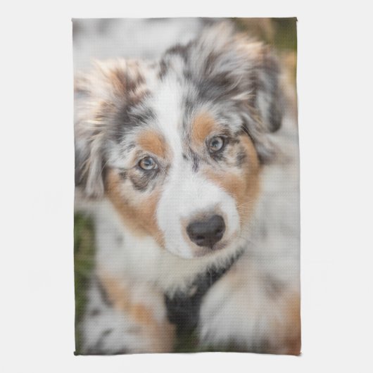Linge De Cuisine Animaux de bébés cutest | Australian Shepherd Pupp (Vertical)