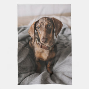 Linge De Cuisine Animaux de bébés cutest Dachshund Dachshund Dach