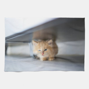 Linge De Cuisine Animaux de bébés cutest   Fluffy Orange Kitten