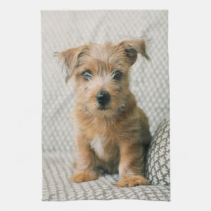 Linge De Cuisine Animaux de bébés cutest Norfolk Terrier Puppy