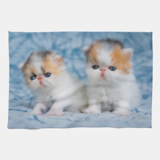 Linge De Cuisine Animaux de bébés cutest | Persian Calico Kitten (Horizontal)