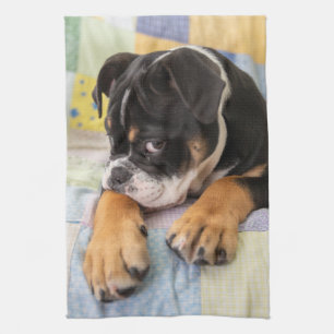 Linge De Cuisine Animaux de bébés cutest Shy Old English Bulldog
