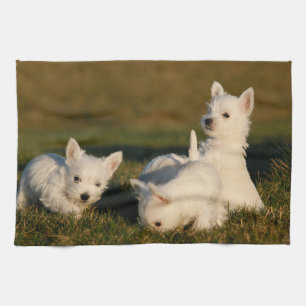Linge De Cuisine Animaux de bébés cutest West Highland White Terr