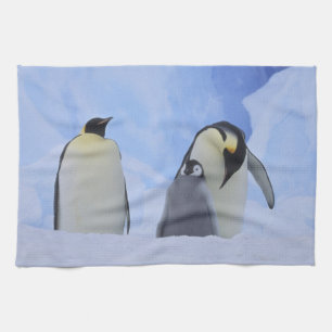 Linge De Cuisine Antarctique. Manchots empereurs et poussin