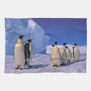 Linge De Cuisine Antarctique, Territoire antarctique australien, 7