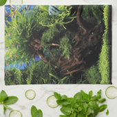 Linge De Cuisine Aquarium Layout of Freshwater Angelfishes (Plié)