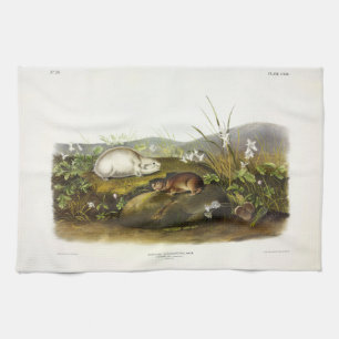 Linge De Cuisine Baie d'Hudson (Collared Ungava) Lemming par Audubo