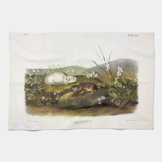 Linge De Cuisine Baie d'Hudson (Collared Ungava) Lemming par Audubo (Horizontal)