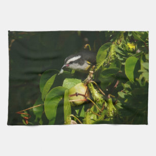 Linge De Cuisine Bananaquit Bird Mange Photographie tropicale