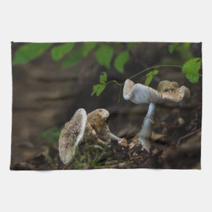 Linge De Cuisine Beauté douteuse
