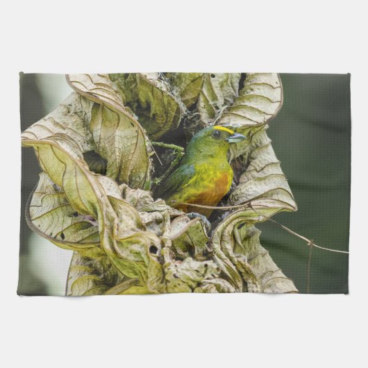 Linge De Cuisine Belize Wildlife : Olive Euphonia Bird Photography (Horizontal)