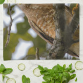 Linge De Cuisine Belize Wildlife : Roadside Hawk Photography (Plié)