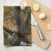 Linge De Cuisine Belize Wildlife : Roadside Hawk Photography (Quart Plié)