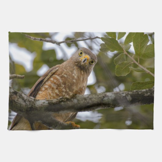 Linge De Cuisine Belize Wildlife : Roadside Hawk Photography (Horizontal)