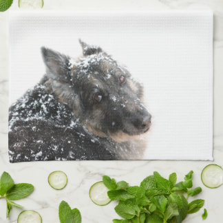 Linge De Cuisine Berger belge dans la neige