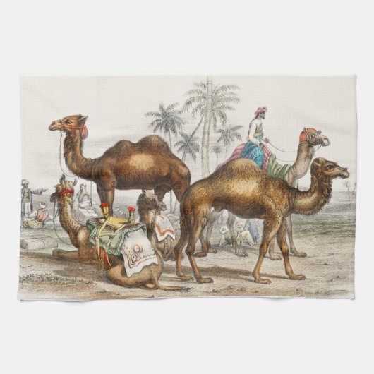 Linge De Cuisine Camel Bactrien, Camel Arabe Ou Dromedaire (Horizontal)
